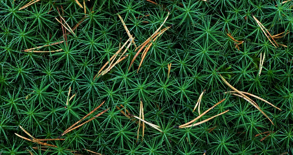 Närbild på skogsgrön mossa med bleka tallbarr.