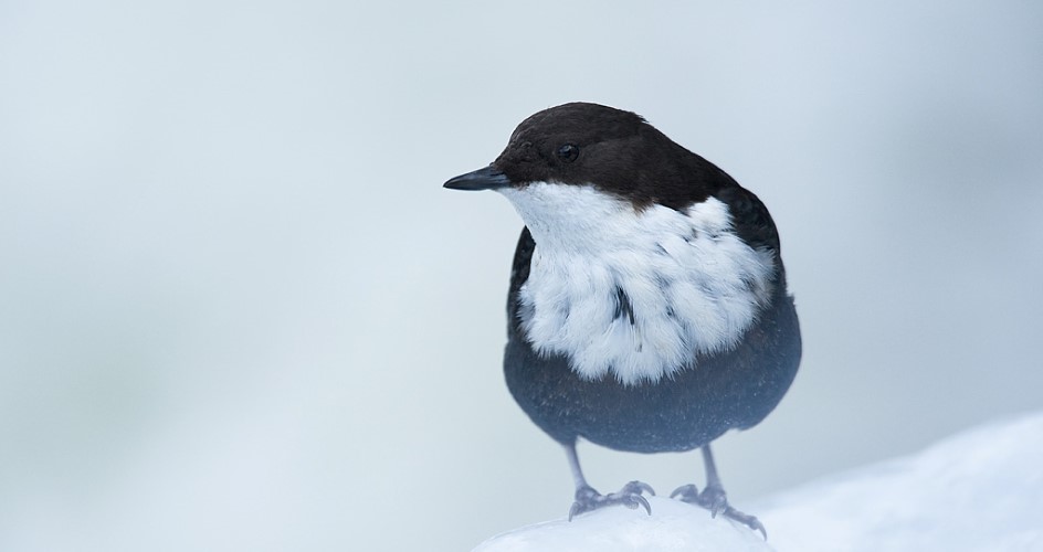 En liten svart fågel med vitt bröst står i snön och plirar in i kameran. 