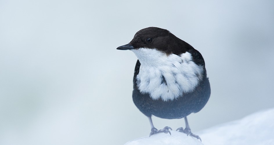 En liten svart fågel med vitt bröst står i snön och plirar in i kameran.