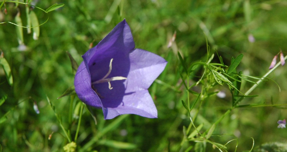 Blåklocka, en blålila blomma.