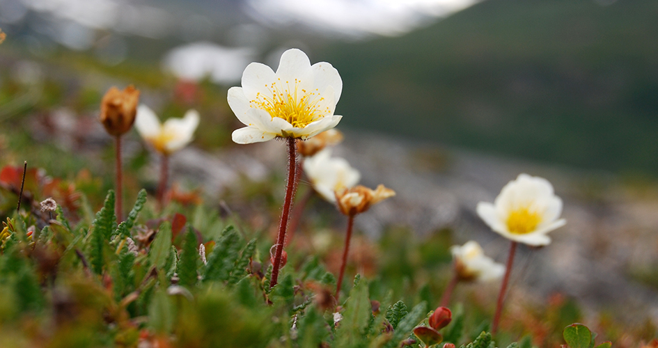 Close up of mountain avens with mountains in the background.