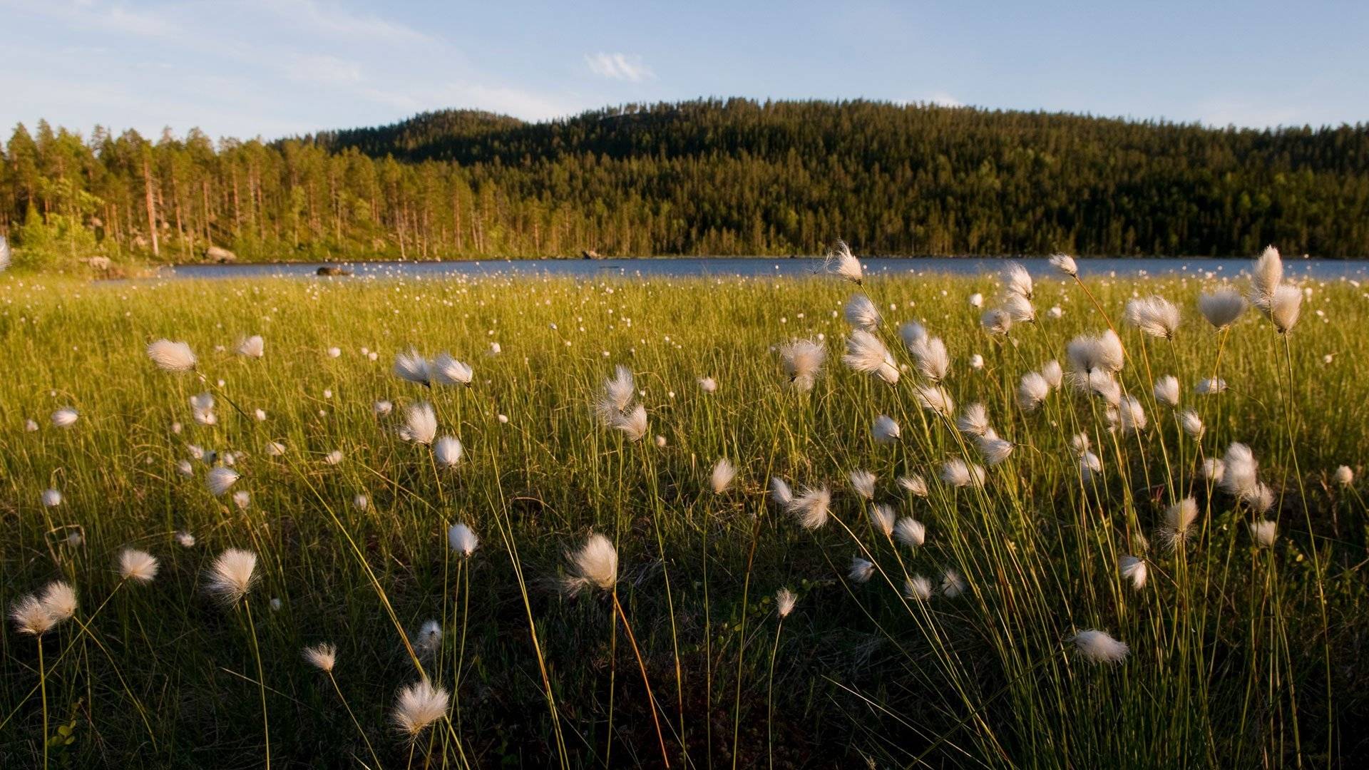 Angsjön i Björnlandets nationalpark, ängsull i förgrunden.
