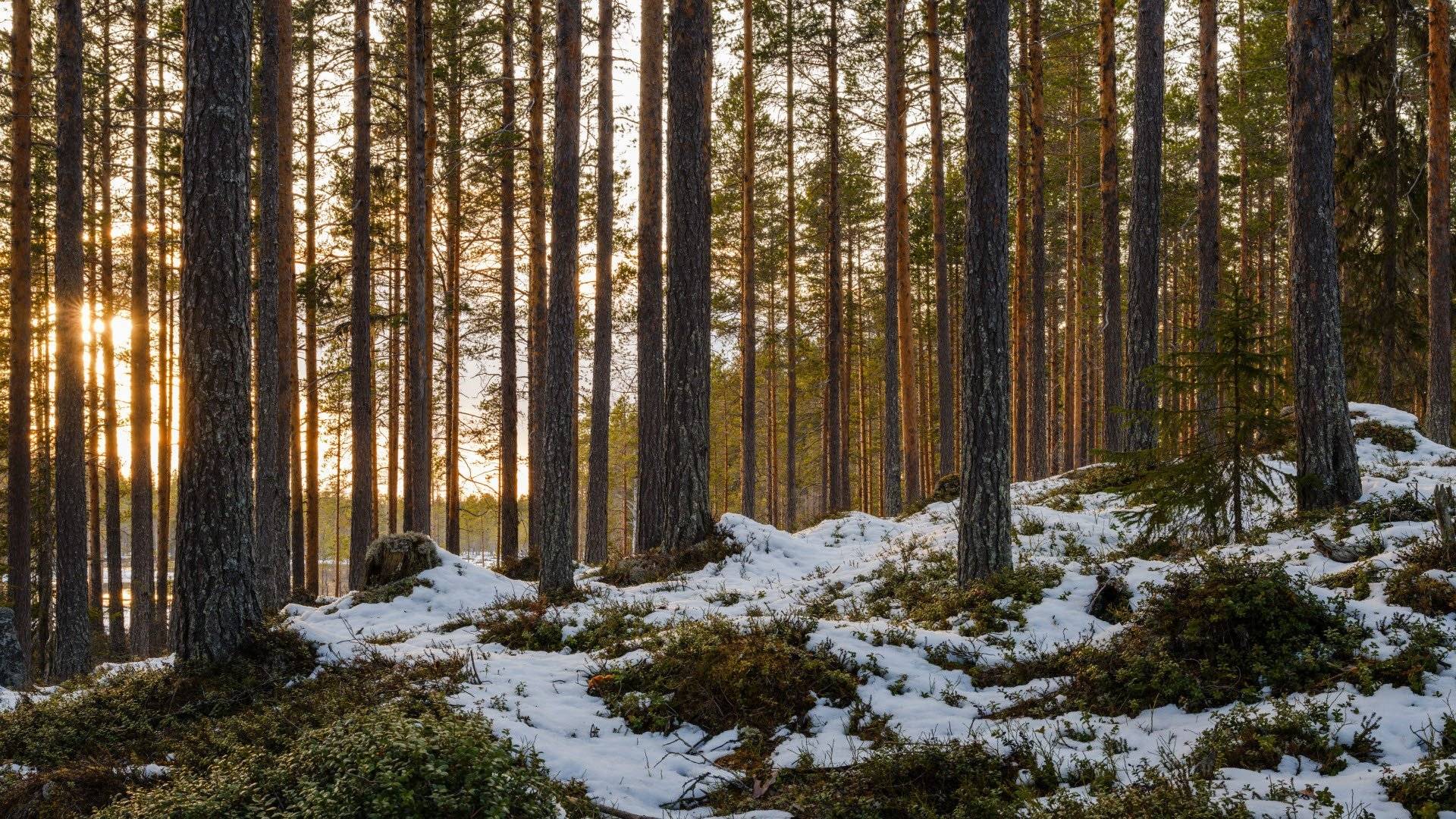 Gles tallskog med snöfläckar på marken och tät undervegetation, svagt motljus. Hamra nationalpark, Gävleborg, Sverige.