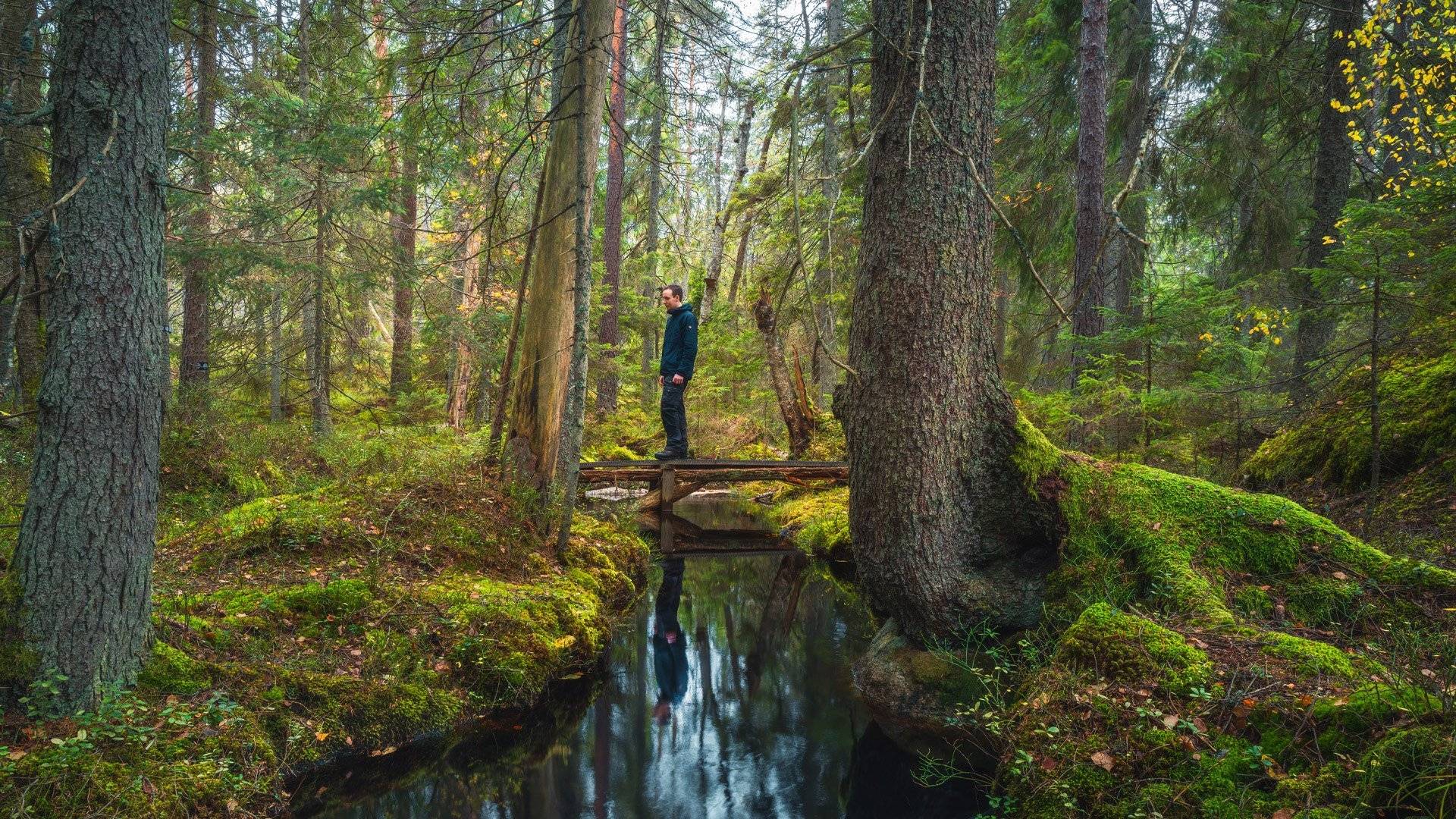 Besökare står på en smal bro över en liten bäck, omgiven av skog, Tivedens nationalpark, Örebro län.