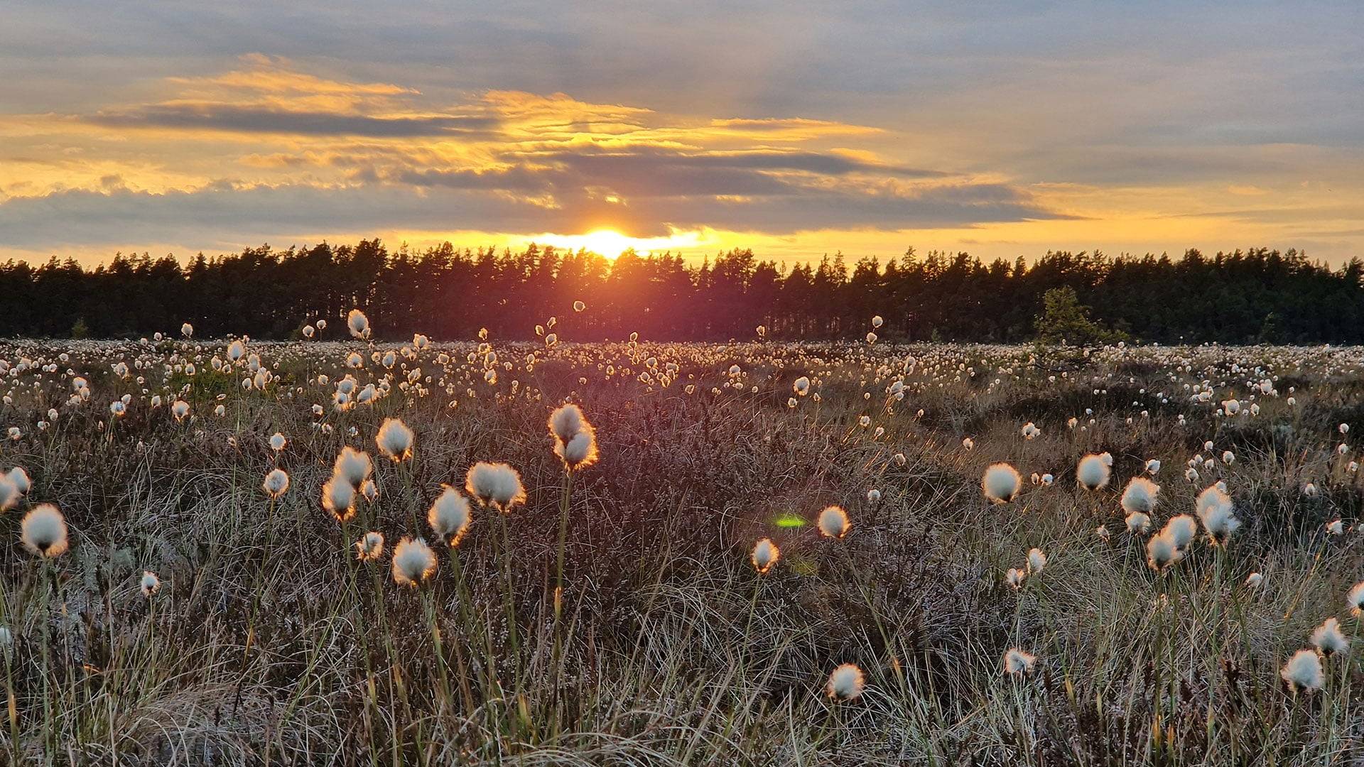 Solnedgång över en myr med vita tuvullblommor i förgrunden och en mörk skogslinje i bakgrunden under en himmel med moln i varma färger i Store Mosse nationalpark.