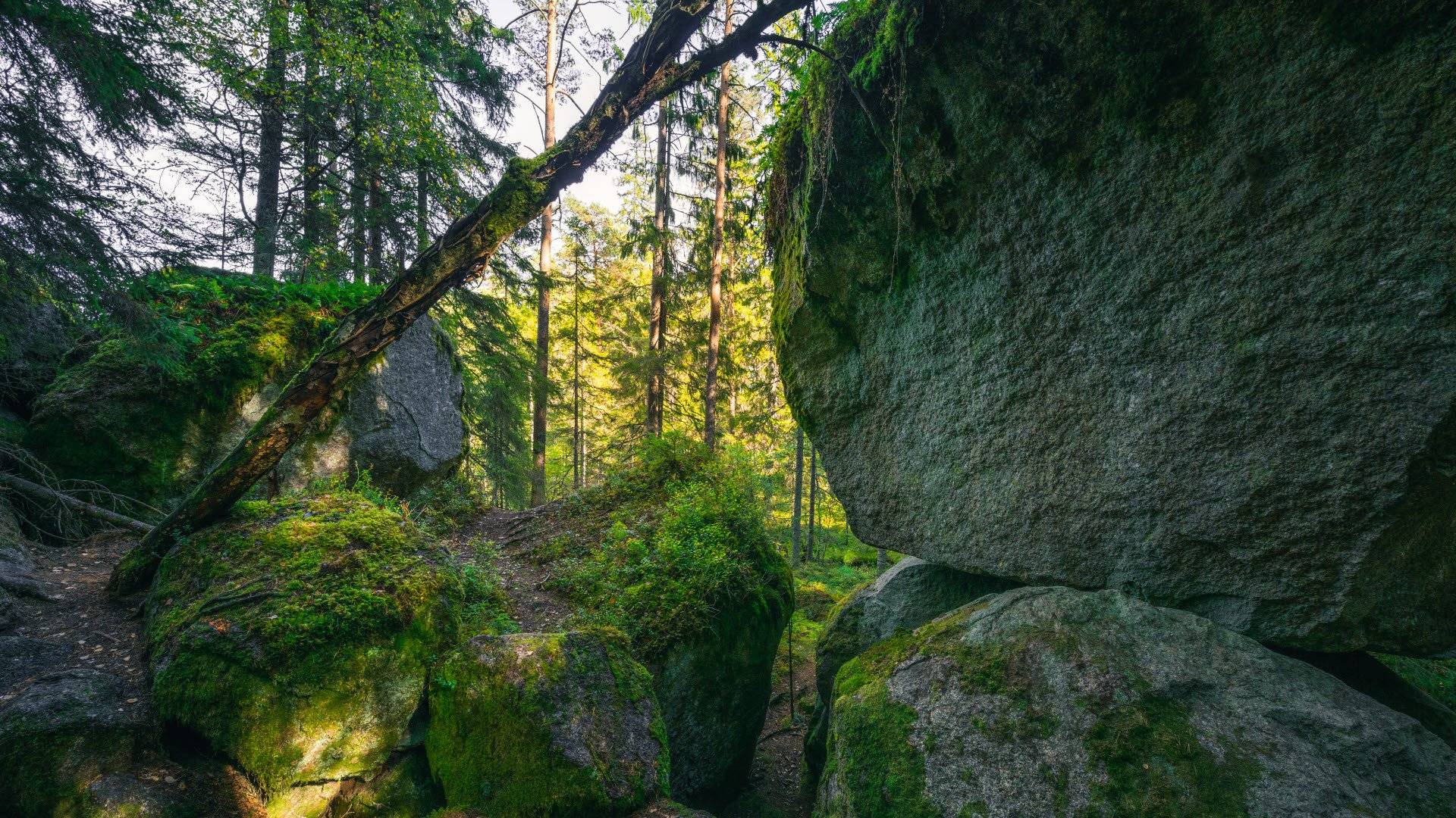 Stora stenblock täckta av mossa i en skog i Tivedens nationalpark.
