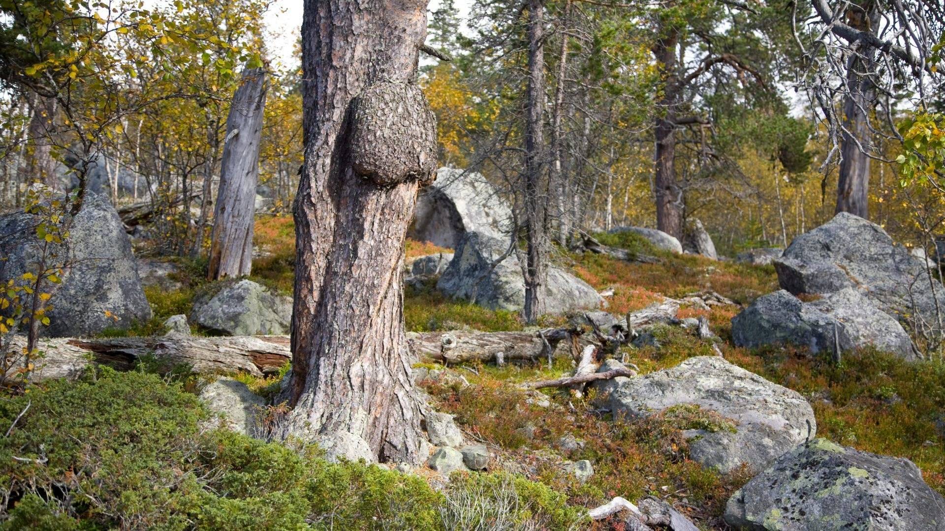 Tallurskog på blockmark, Töfsingdalens nationalpark