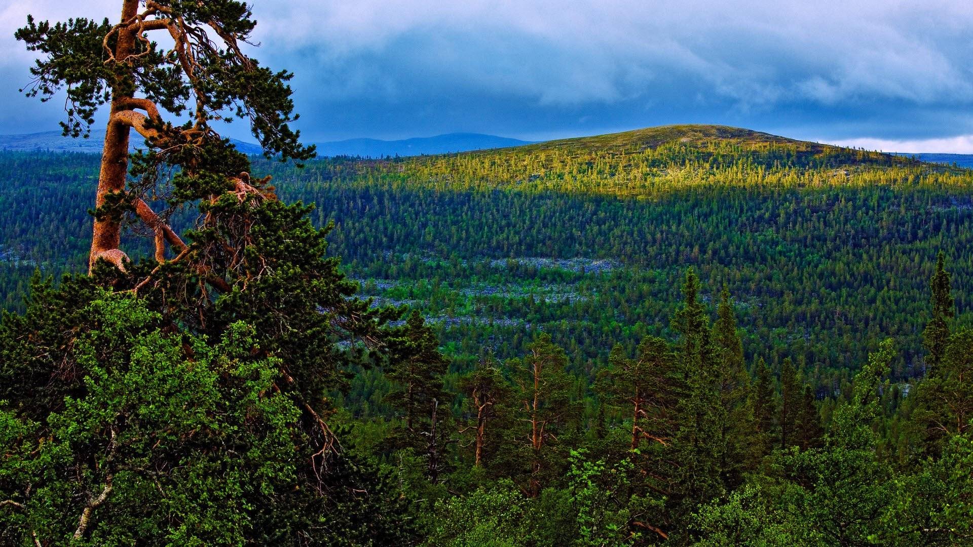 Utsikt i Töfsingdalens nationalpark