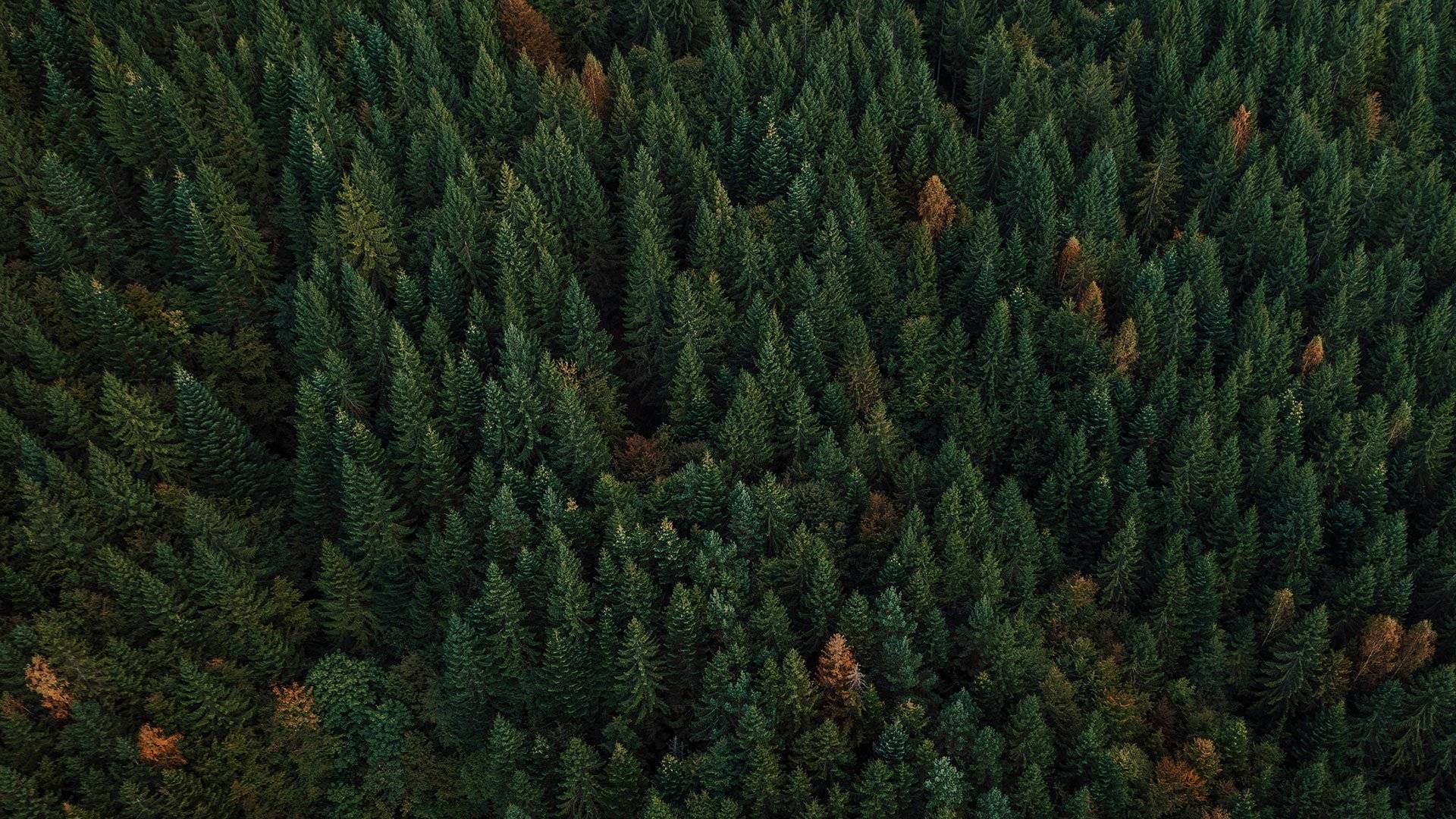 Granskog fotograferad uppifrån.