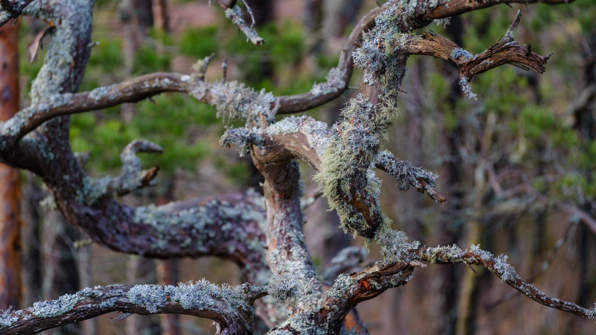 Närbild på en trädgren täckt av lavar mot bakgrund av tallskog i oskärpa. Färnebofjärden nationalpark, Sverige.