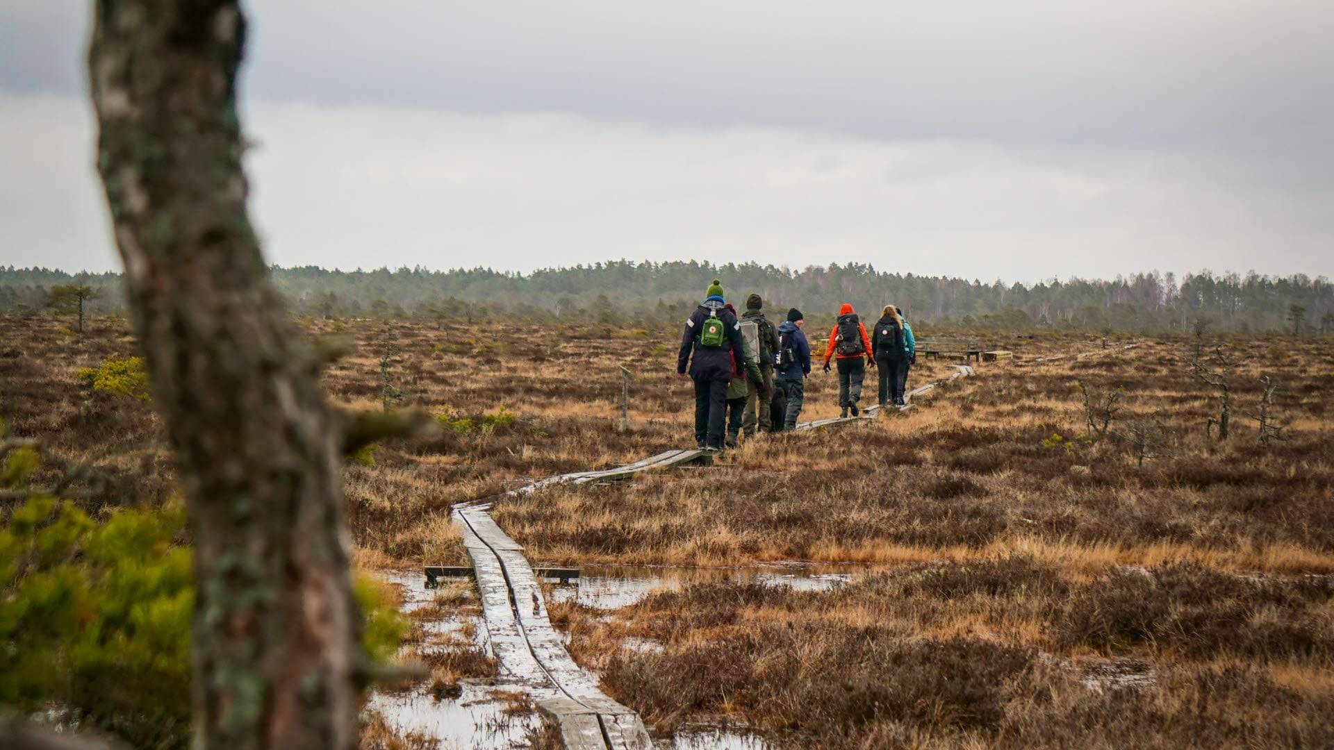 En grupp besökare går på en träspång över en öppen myr i Store Mosse nationalpark.