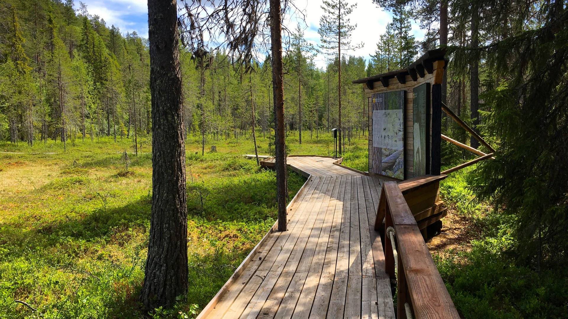 Tillgänglig träspång som leder genom en skog med informationstavlor vid sidan, omgiven av tät grönska och skog. Björnlandets nationalpark, Västerbotten län, Sverige.