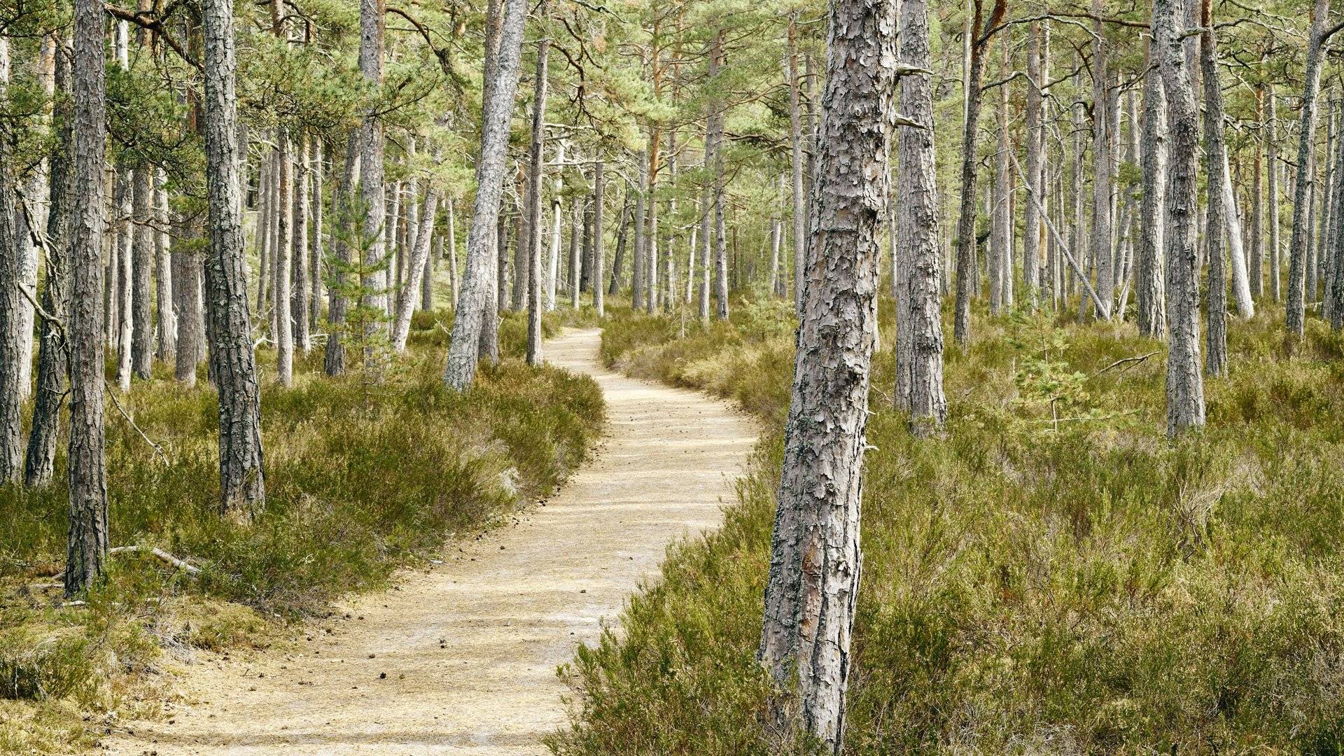 Grusstig i tallskog, Gotska Sandöns nationalpark