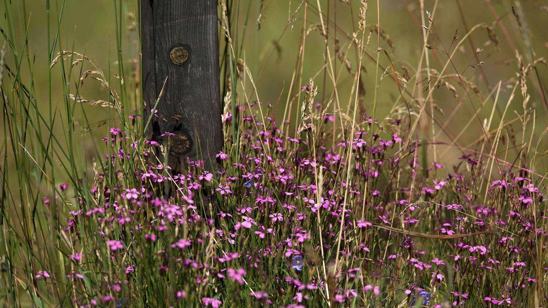 Backnejlika i Garphyttans nationalpark.