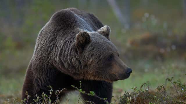 Torbjörn Lilja / TT Brunbjörn i närbild.