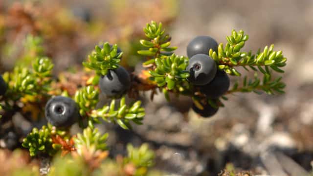 Magnus Martinsson / TT Nordkråkbär, Empetrum hermaphroditum