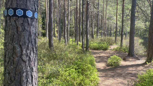 Anna Lindberg Lilla Idgölenrundan, stigen delar upp sig mellan tallarna i skogen. På en stam till väster syns en blå ledmarkering.