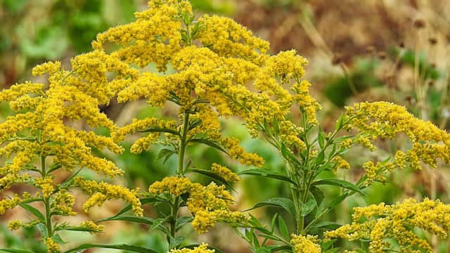 hansbenn / Pixabay Gullris