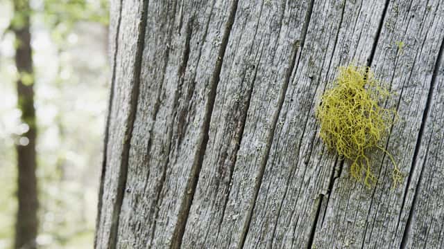 Roine Magnusson / Johnér Varglav på stam, Töfsingdalens nationalpark