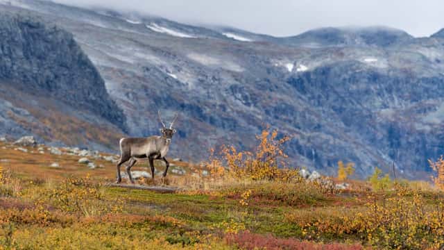 Robert Haasmann / TT Ren i höstfärgat fjällandskap i Stora Sjöfallets nationalpark.