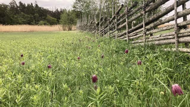Länsstyrelsen Stockholm Ängsmark med blommande kungsängsliljor, gärdesgård till höger i bild.
