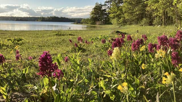 Länsstyrelsen Stockholm Ängsmark med blommande orkidéer Adam och Eva