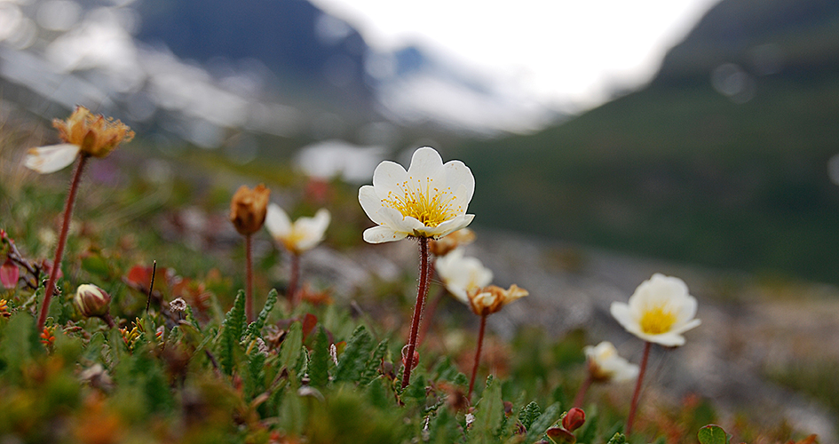 Fjällsippor, vita blommor.