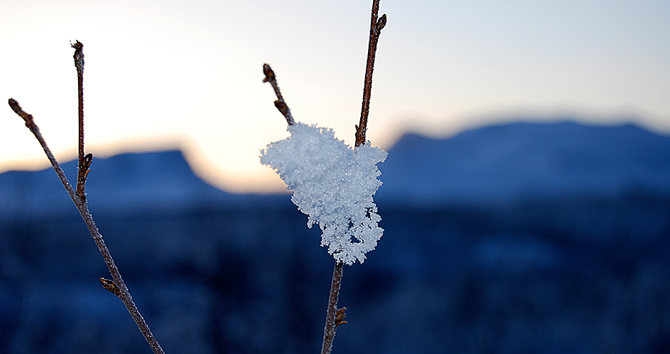 Snö på en gren med Lapporten i bakgrunden.