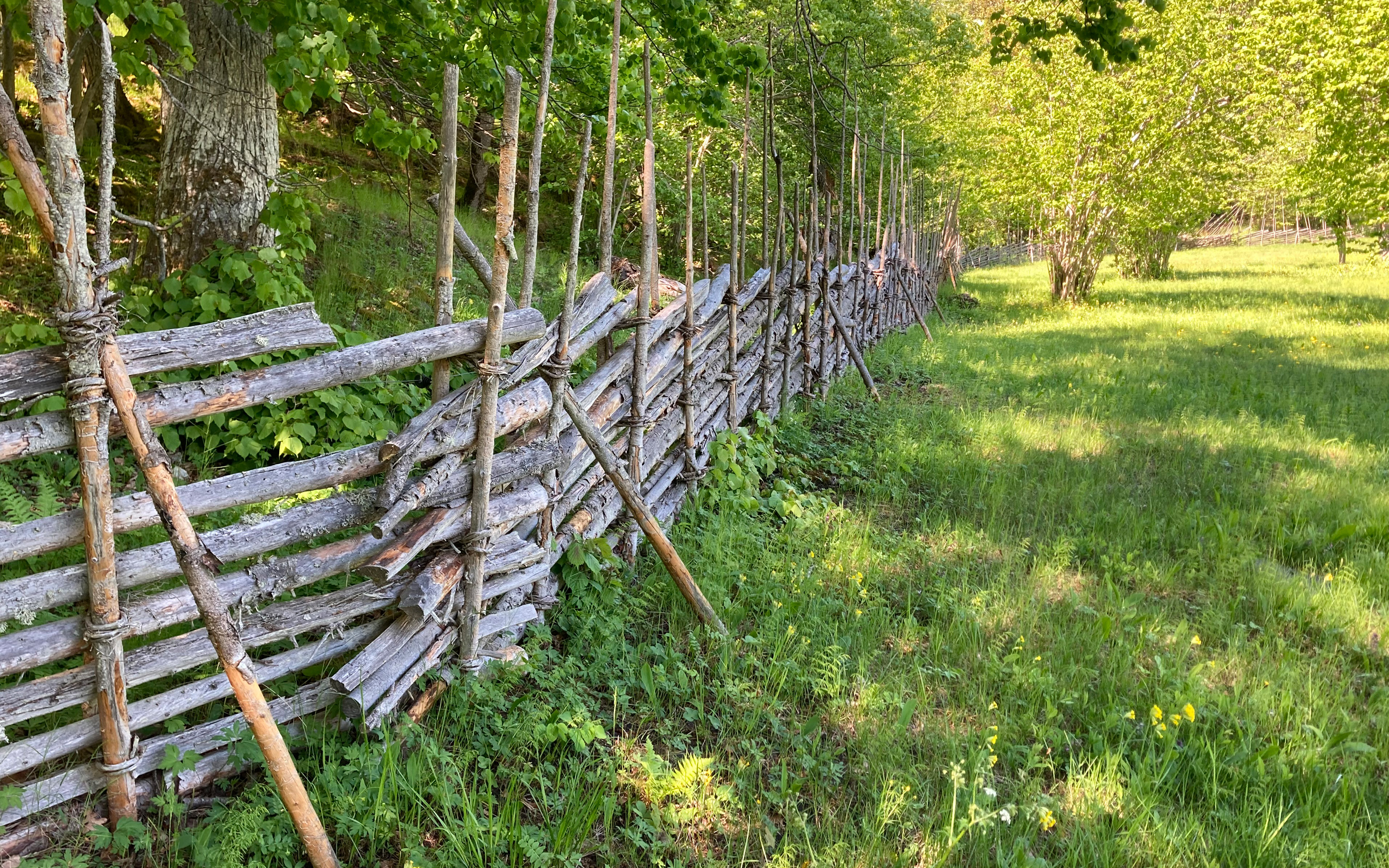 Gärdsgård i ängsmiljö