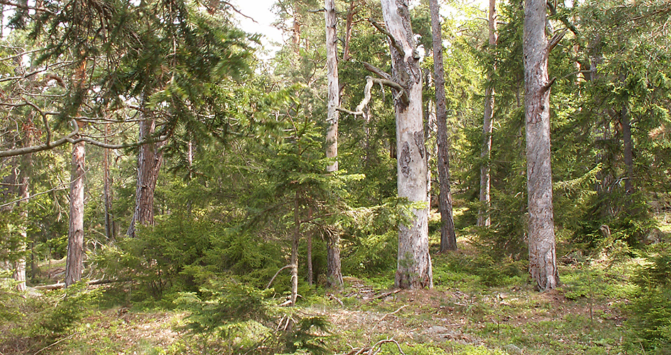 Torparskog med stora ekar och gamla tallar.