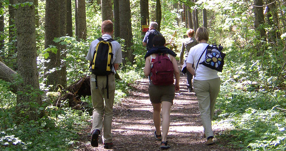 A group of people hiking with backpack in the woods.