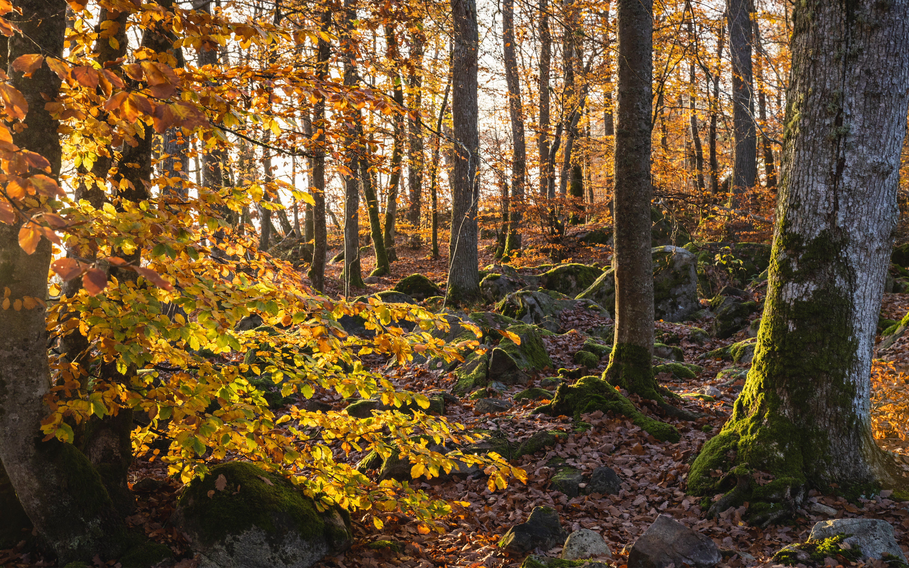 Autumn landscape with trees and stones