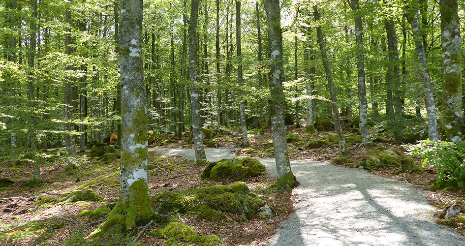 A gravel path through a forest area.