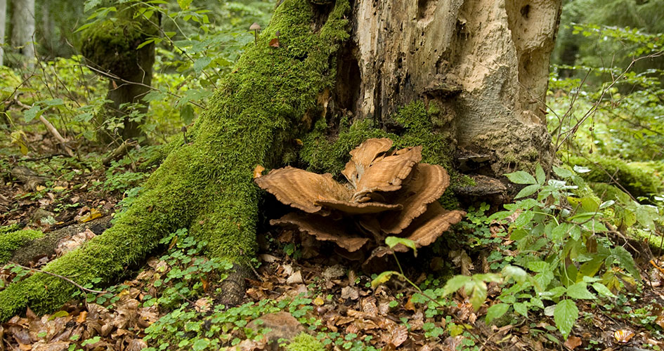 Close up of a tree with moss and fungus on the trunk.