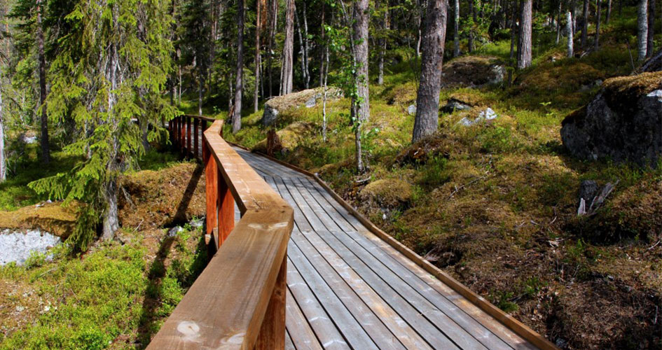 A pedestrian ramp in the woods.