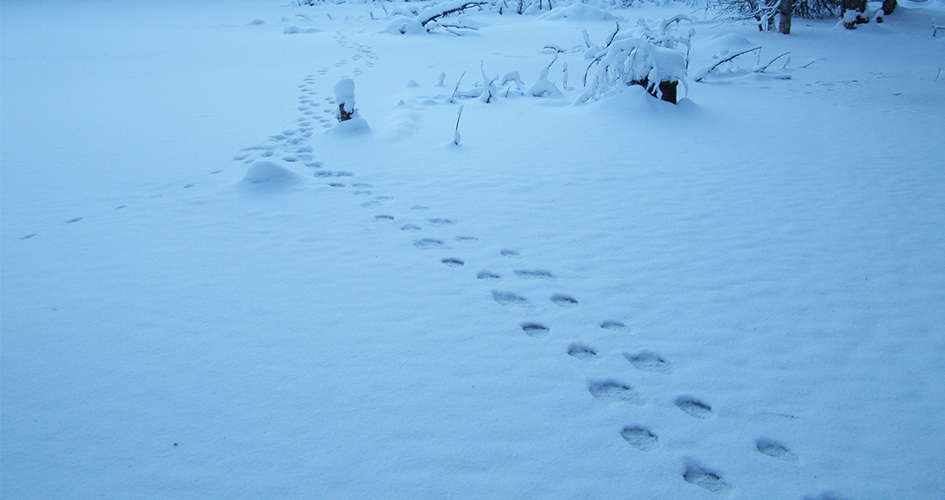 Traces of wolverines in the snow.