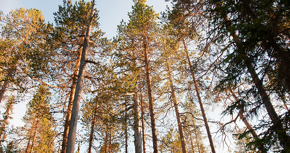 Pine crowns against light blue sky.