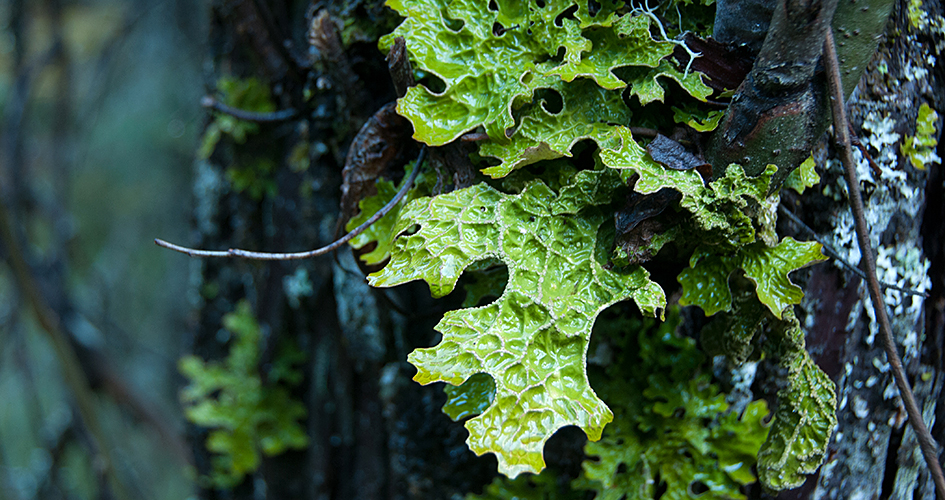 Lunglav som växer på en trädstam, i närbild. Lunglaven är klargrön och bucklig.