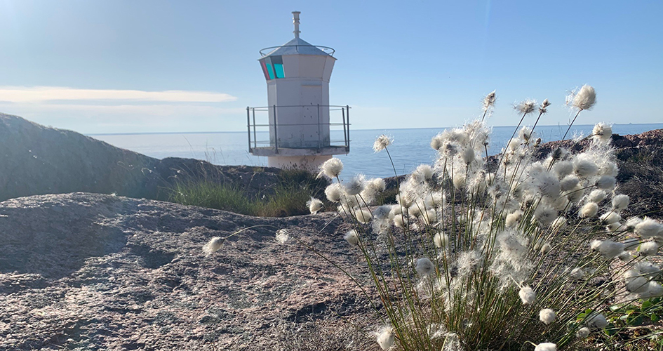 En fyr reser sig i bakgrunden av en klippa täckt av växt med bomullsliknande blommor.