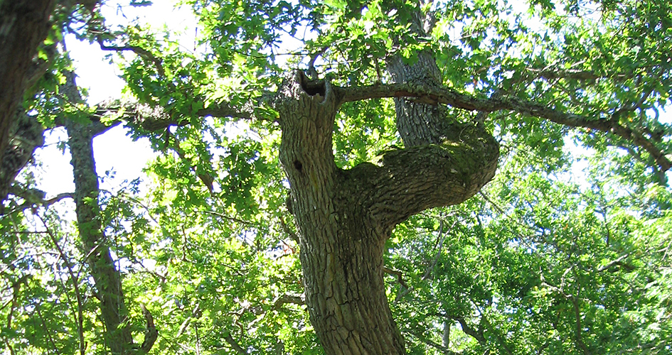 A crooked oak trunk among green leaves.