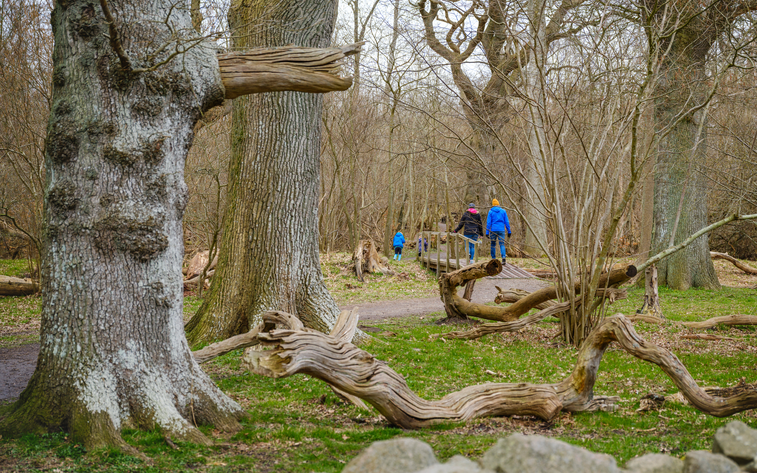 En familj på promenad bland gamla stammar och stenar