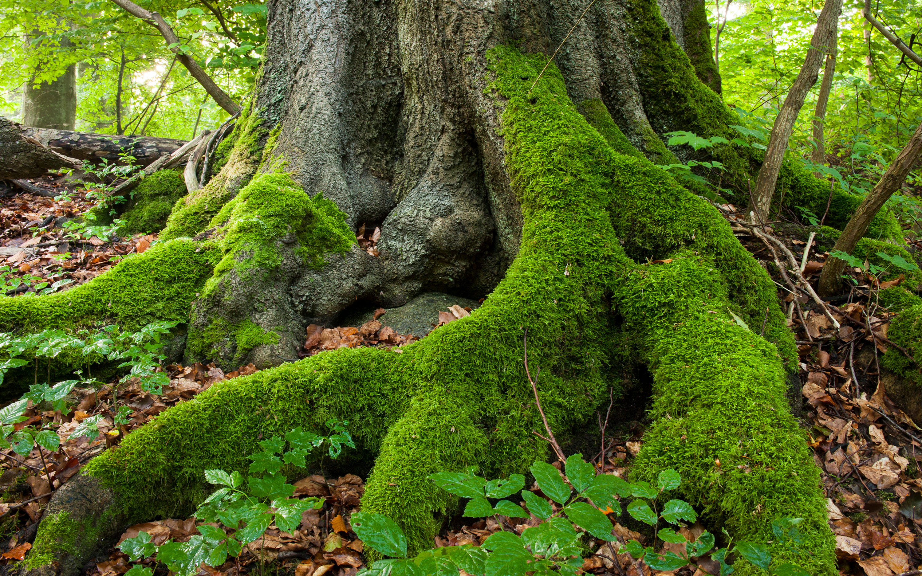 Root with moss.