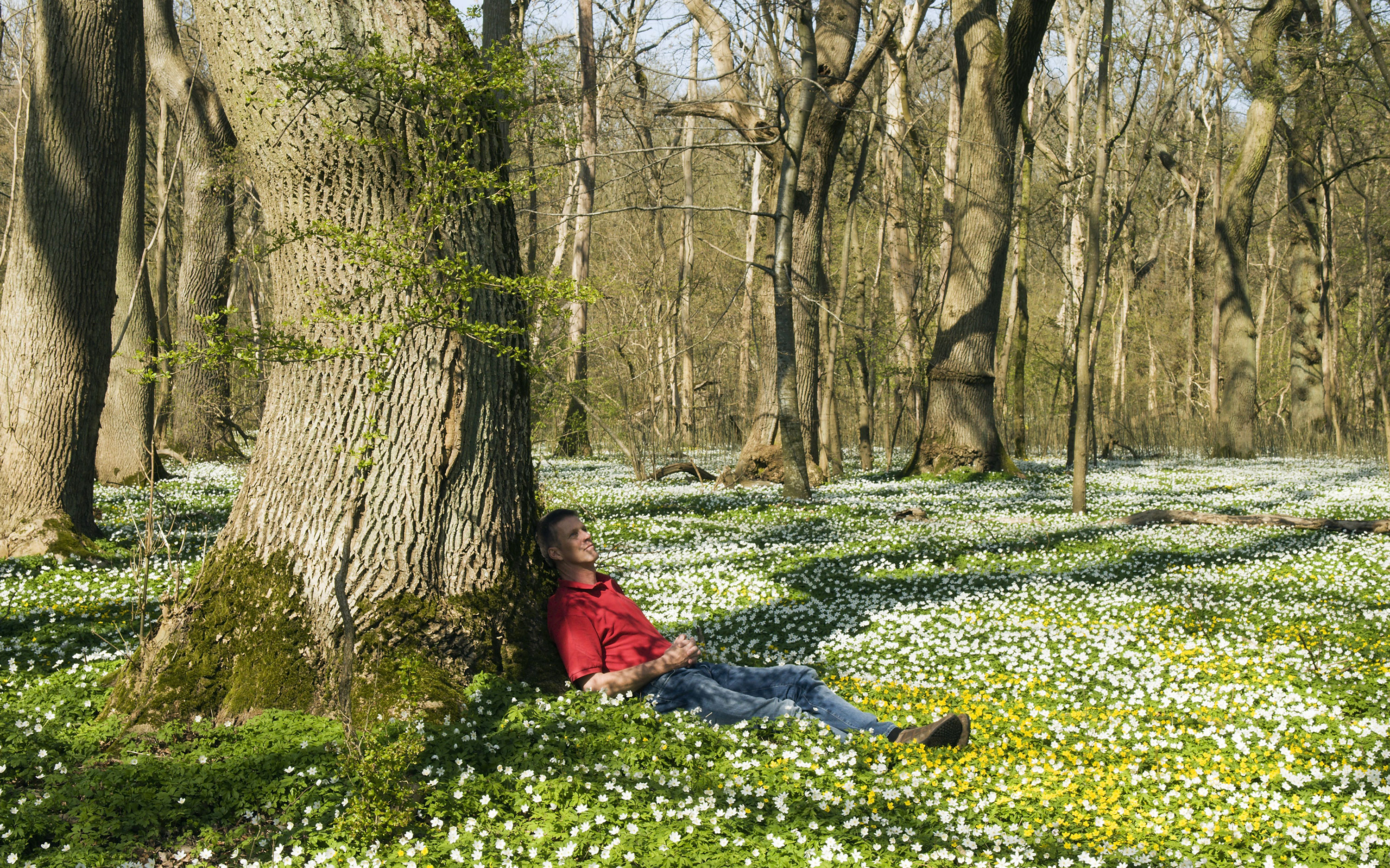 Person rests under oak surrounded by  wood anemones.