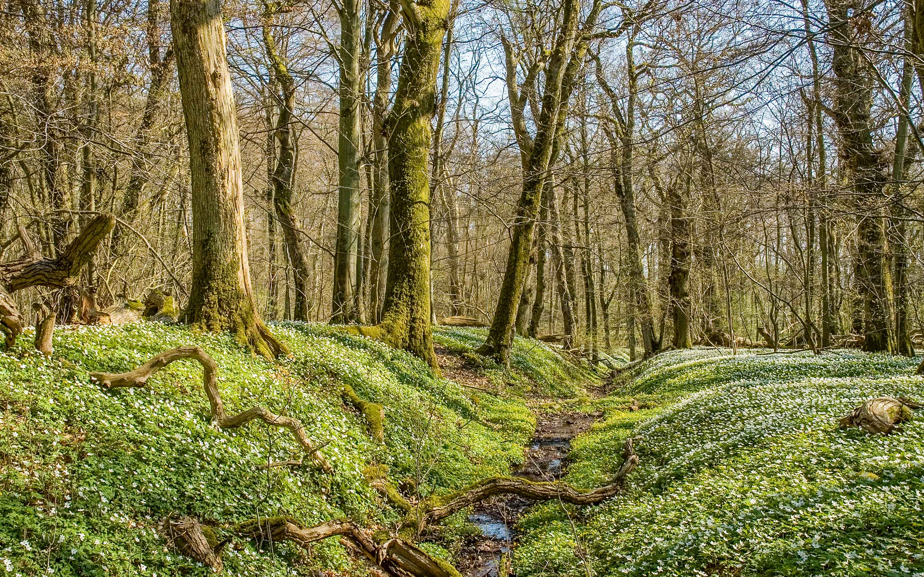 Sheer greenery on the trees, wood anemones on the ground, a crooked tree trunk.