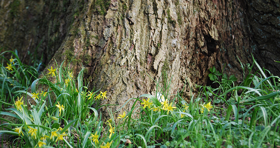 Yellow small flowers, yellow star-of-Bethlehem, which grow below a tree trunk.