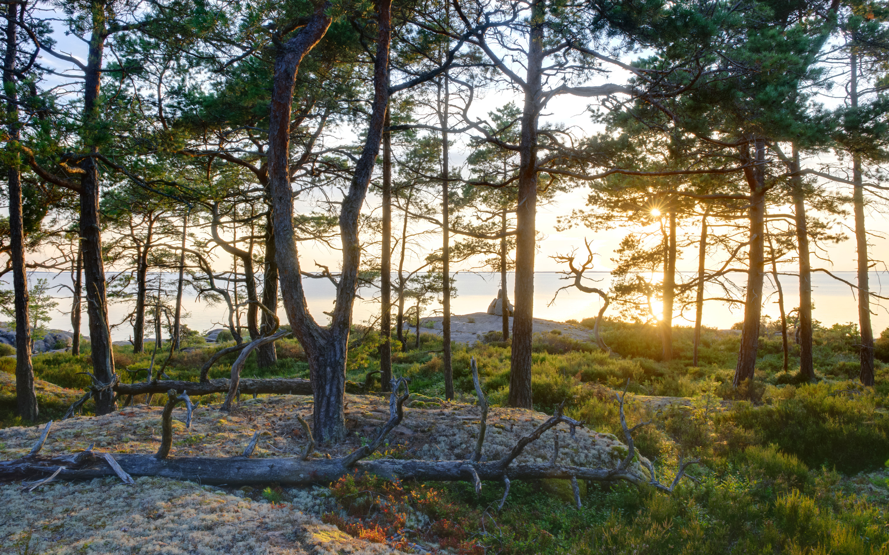 Skog och mark, solnedgång