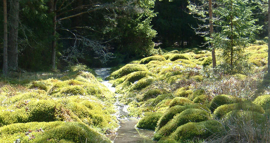 Gammal uppodlad mark - mossbeklädd mark vid skogsbryn.