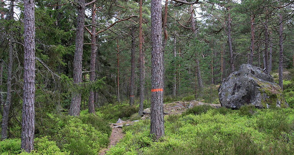 Hiking trail in the forest with orange markings on a tree.
