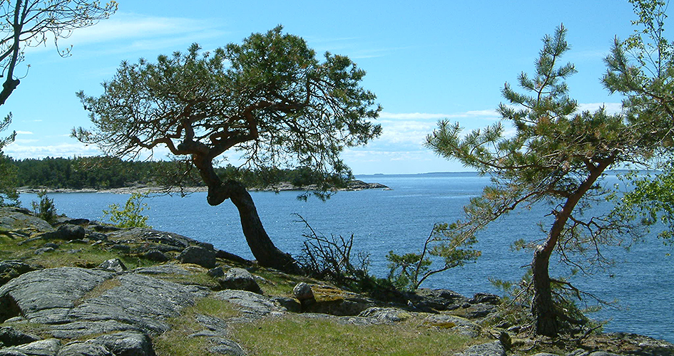 Två krokiga tallar som växer vid klippor, på kanten mot vattnet.