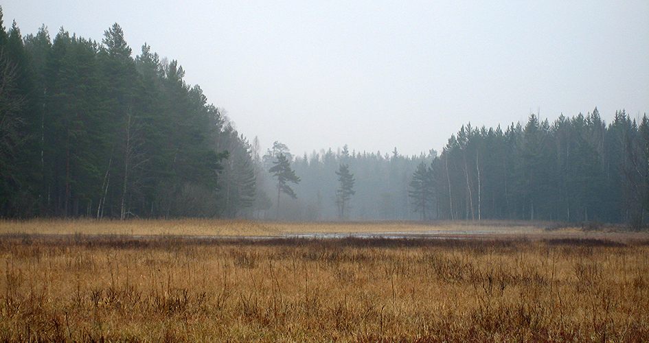 Fog over wet grassland and tall conifers.